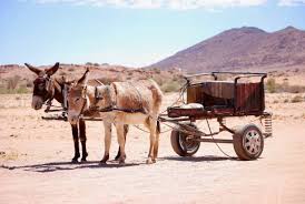 LOS BURROS DELANTE DE LA CARRETA.