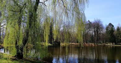 Como el sauce llorón.