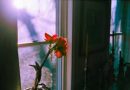 Cuento Corto: La Última Flor de Otoño.